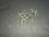 Greece 2008