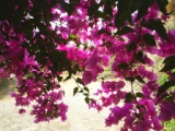 Greece 2008