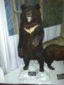 Primorie 2005