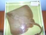 Primorie 2005