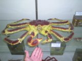Primorie 2005
