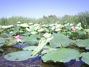 Лотосы