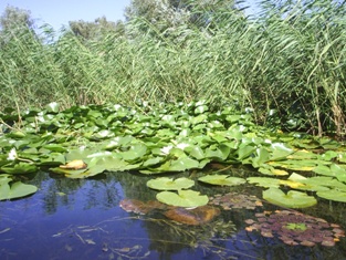Заросли кувшинок